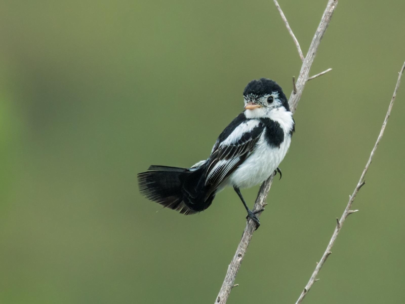 Cock-tailed Tyrant