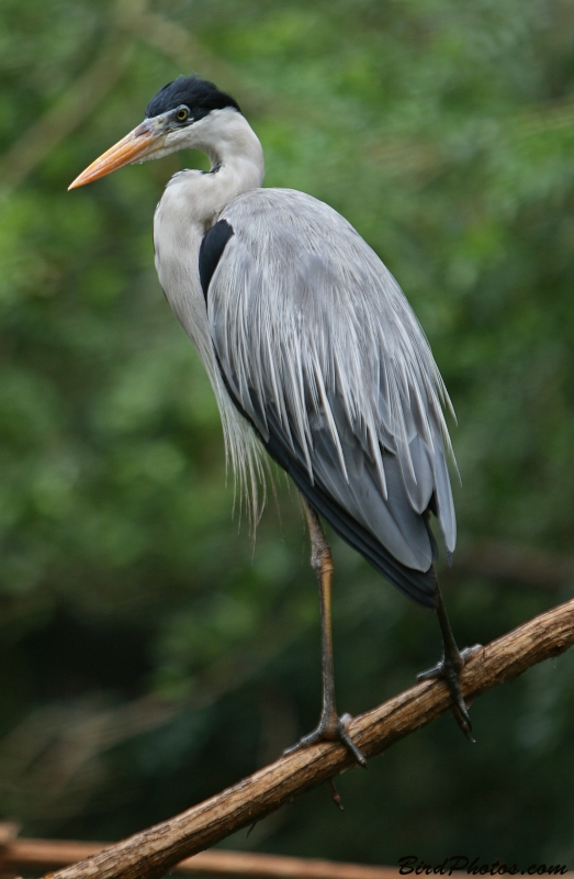 Cocoi Heron