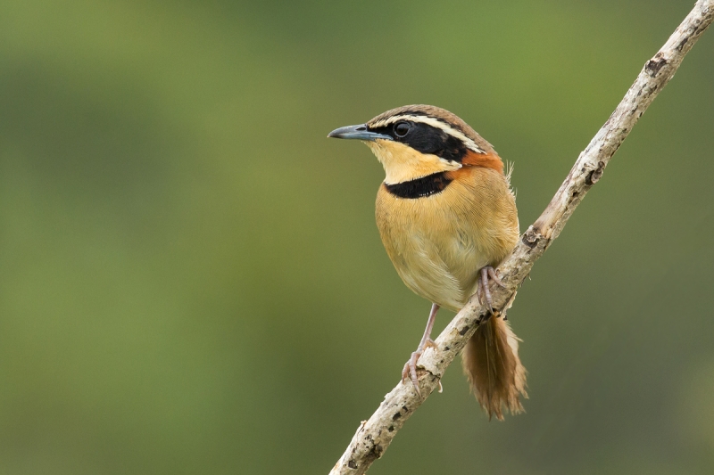 Collared Crescentchest