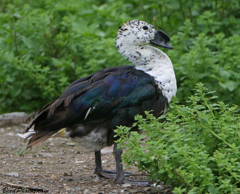 Comb Duck