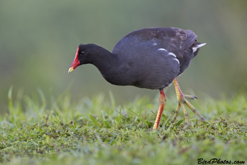 Common Gallinule