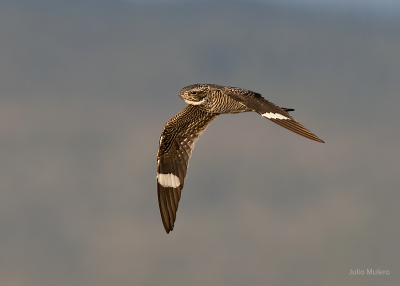 Common Nighthawk