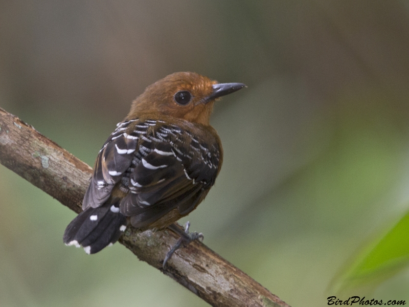 Common Scale-backed Antbird