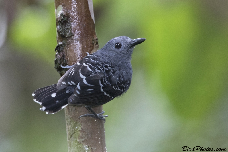 Common Scale-backed Antbird