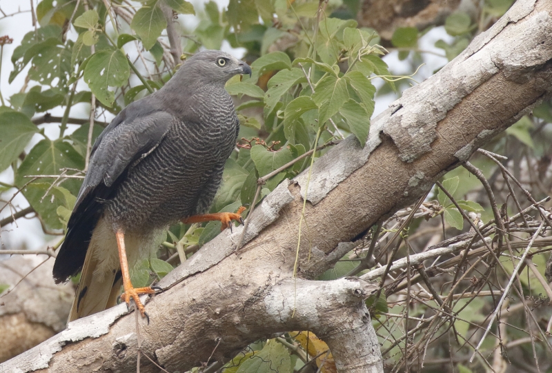 Crane Hawk