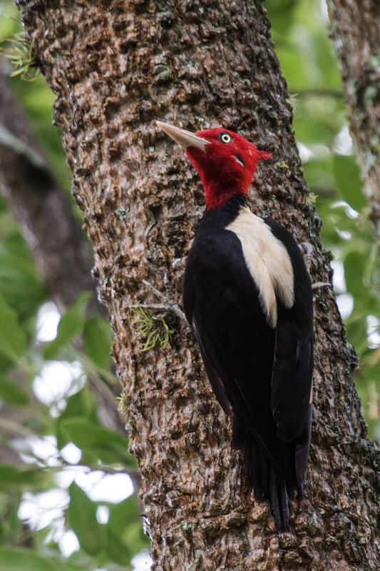 Cream-backed Woodpecker