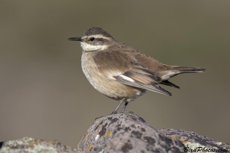 Cream-winged Cinclodes