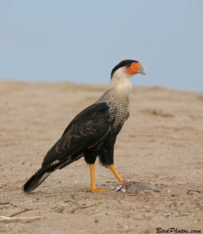 Crested Caracara