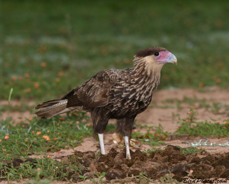 Crested Caracara