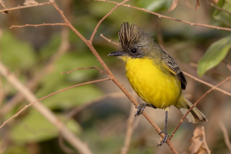 Crested Doradito