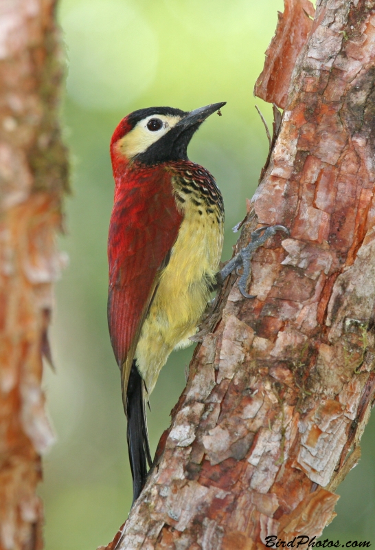 Crimson-mantled Woodpecker