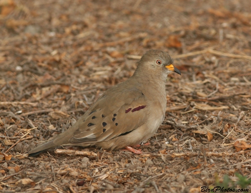 Croaking Ground Dove