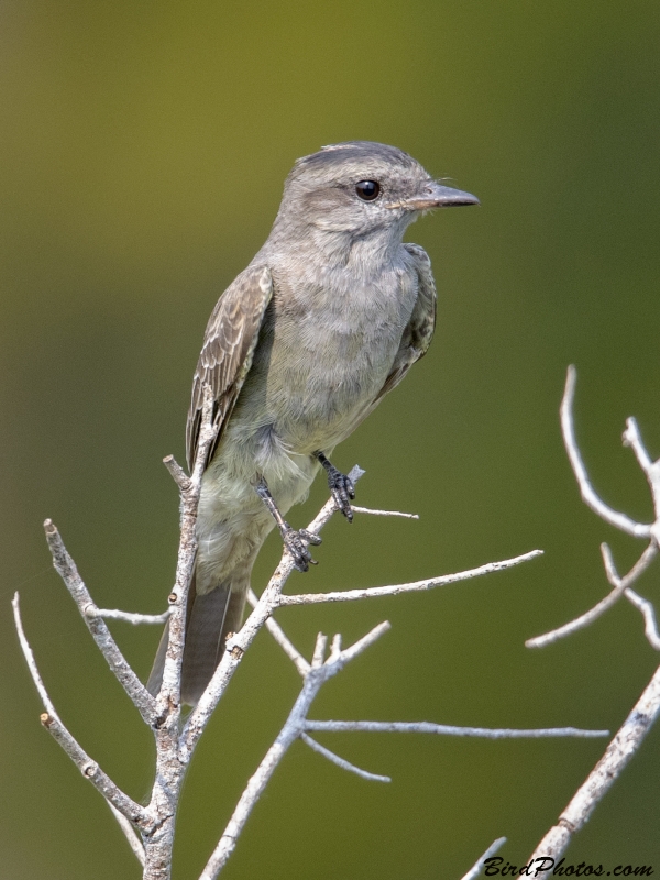 Crowned Slaty Flycatcher