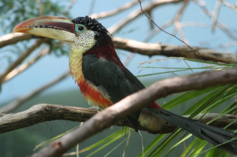 Curl-crested Aracari