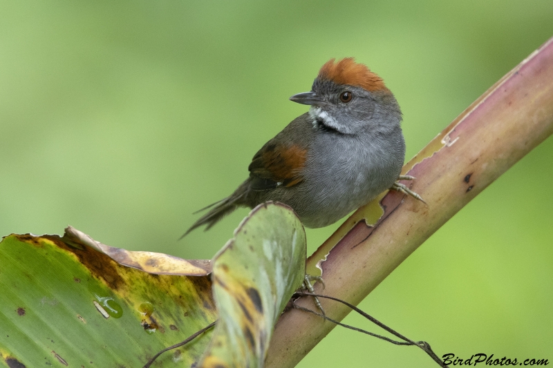 Dark-breasted Spinetail