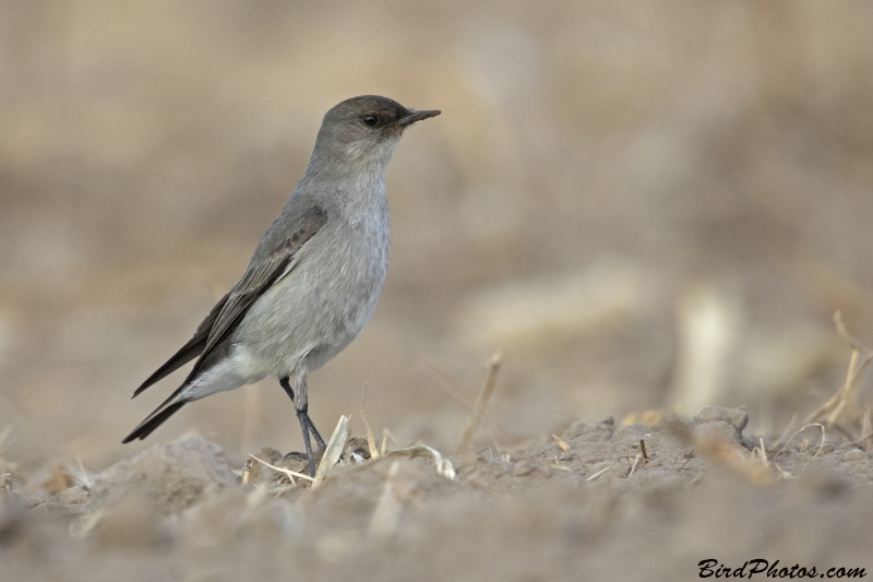 Dark-faced Ground Tyrant