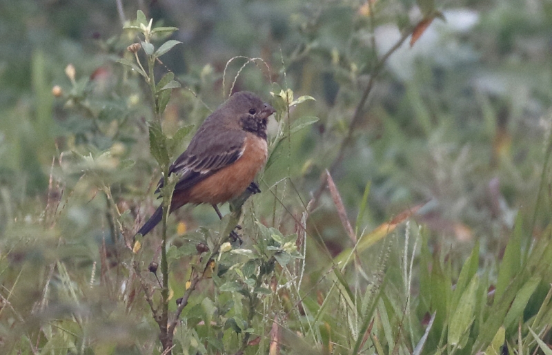 Dark-throated Seedeater