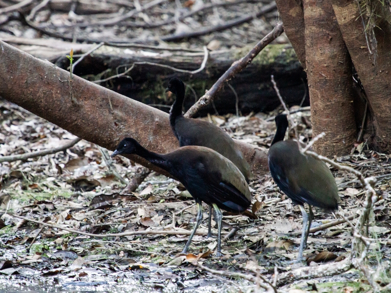 Dark-winged Trumpeter