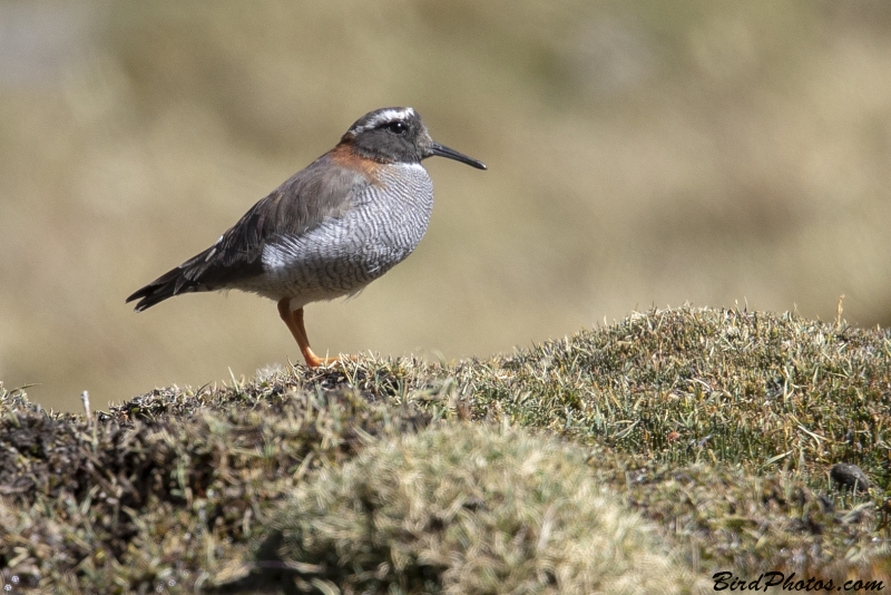 Diademed Sandpiper-Plover