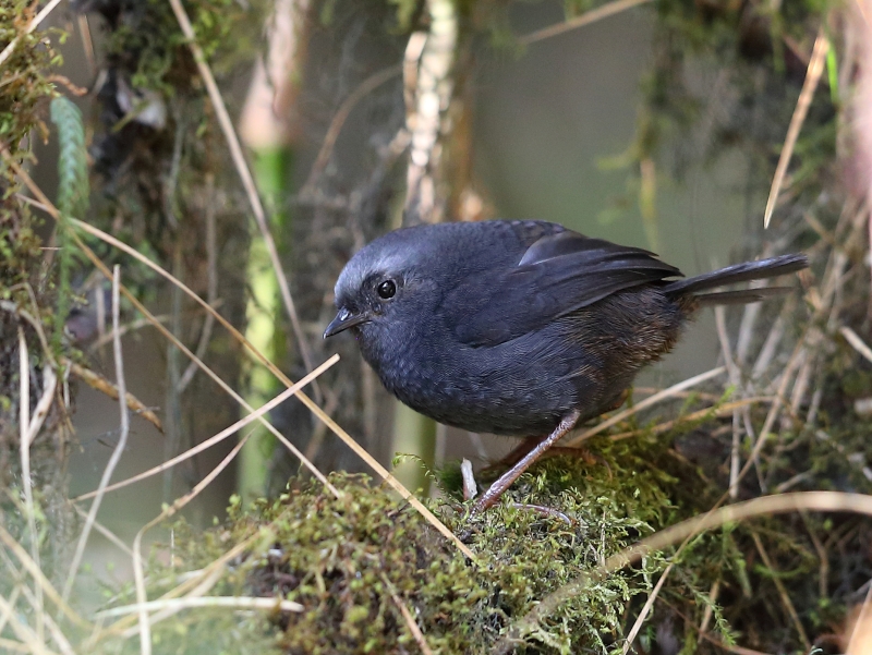 Diademed Tapaculo