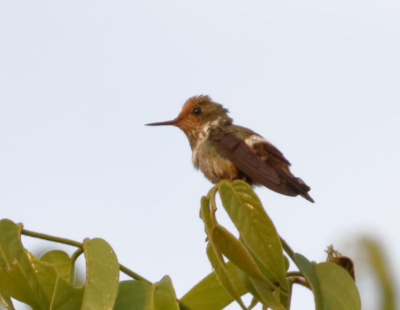 Dot-eared Coquette