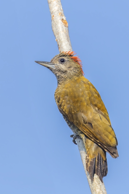 Dot-fronted Woodpecker