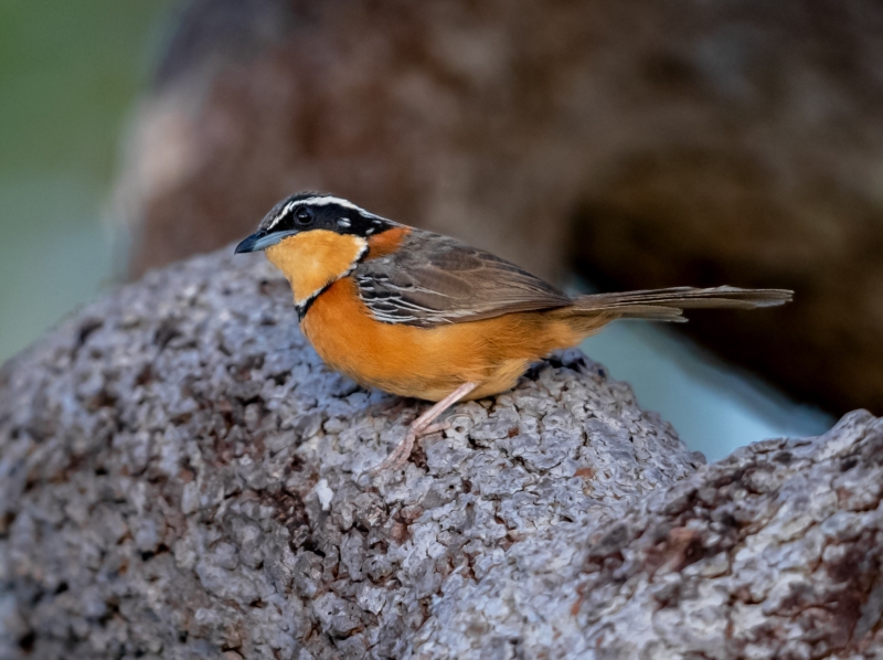 Double-collared Crescentchest