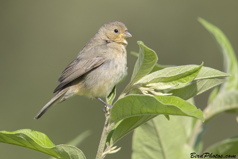 Double-collared Seedeater