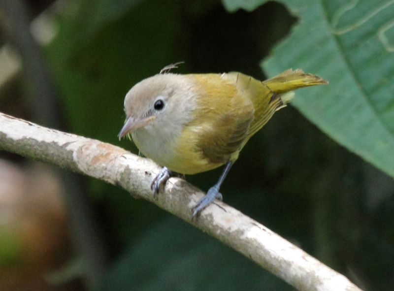 Dusky-capped Greenlet