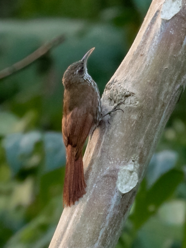 Dusky-capped Woodcreeper