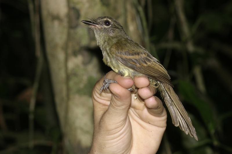 Dusky-tailed Flatbill