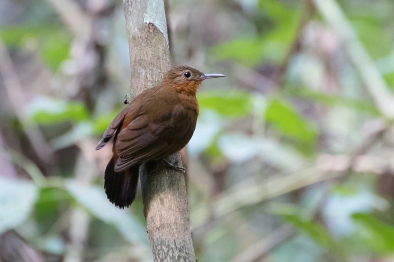 Dusky Leaftosser
