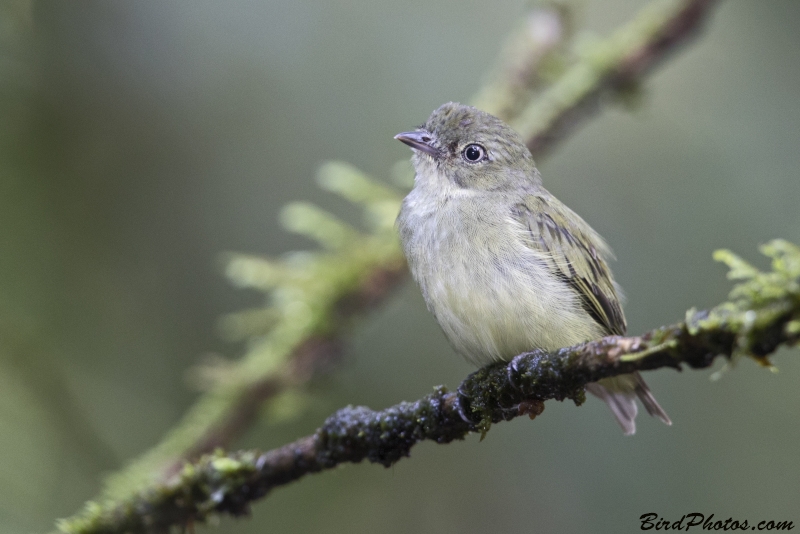 Dwarf Tyrant-Manakin