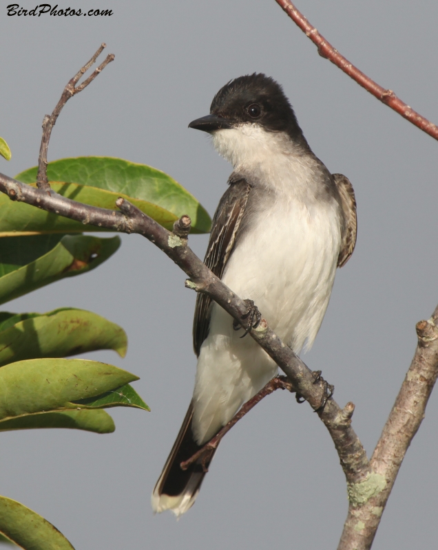 Eastern Kingbird