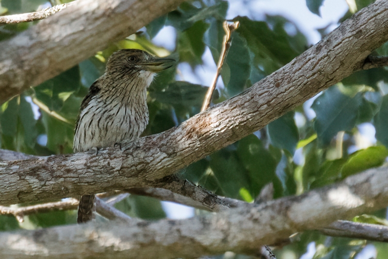 Eastern Striolated Puffbird