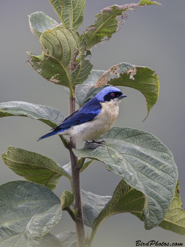 Fawn-breasted Tanager