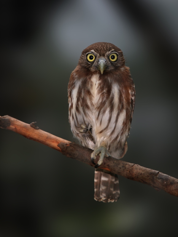 Ferruginous Pygmy Owl