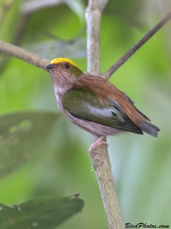 Fiery-capped Manakin