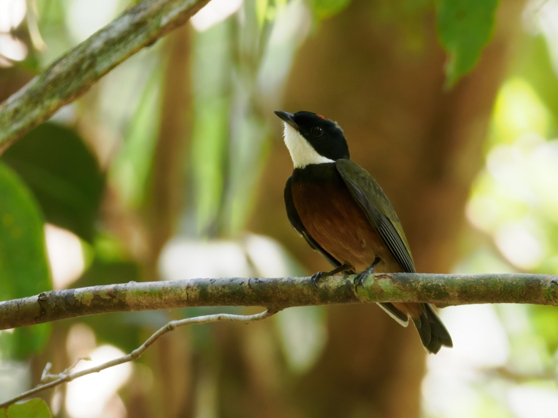 Flame-crested Manakin