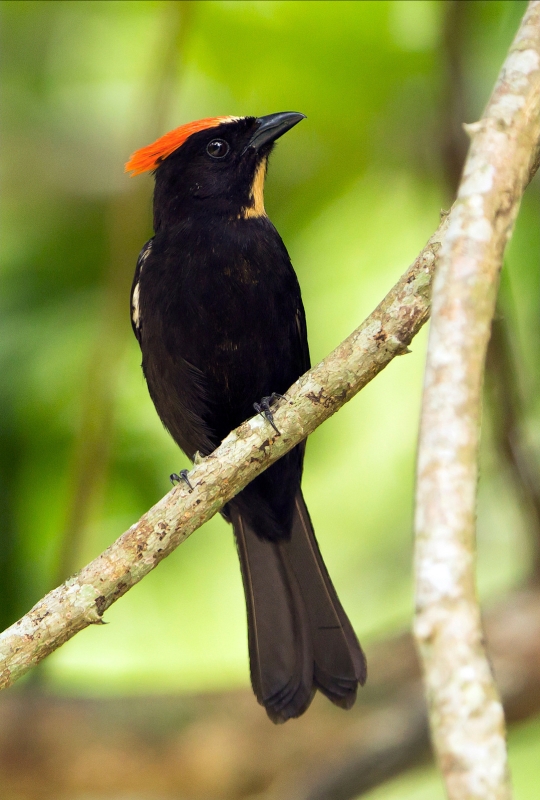 Flame-crested Tanager