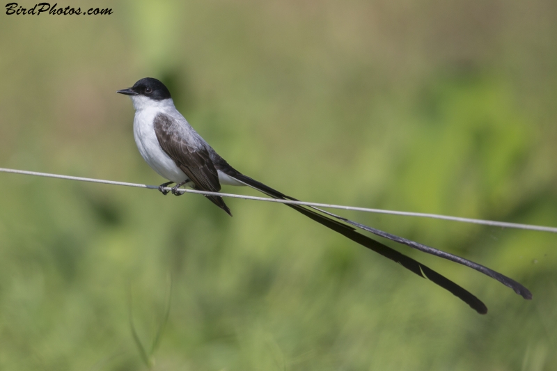 Fork-tailed Flycatcher