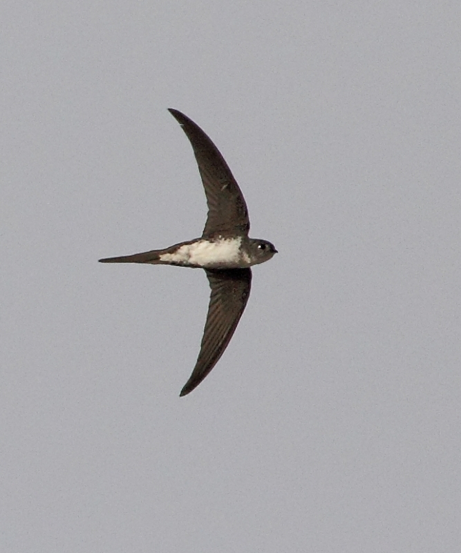 Fork-tailed Palm Swift