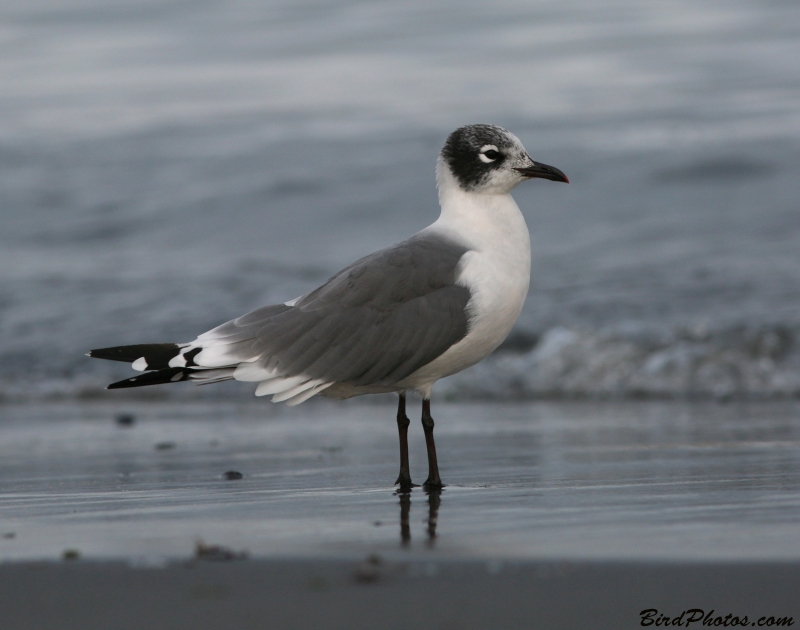 Franklin's Gull