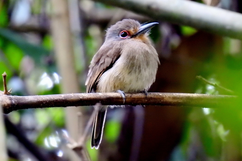 Fulvous-chinned Nunlet