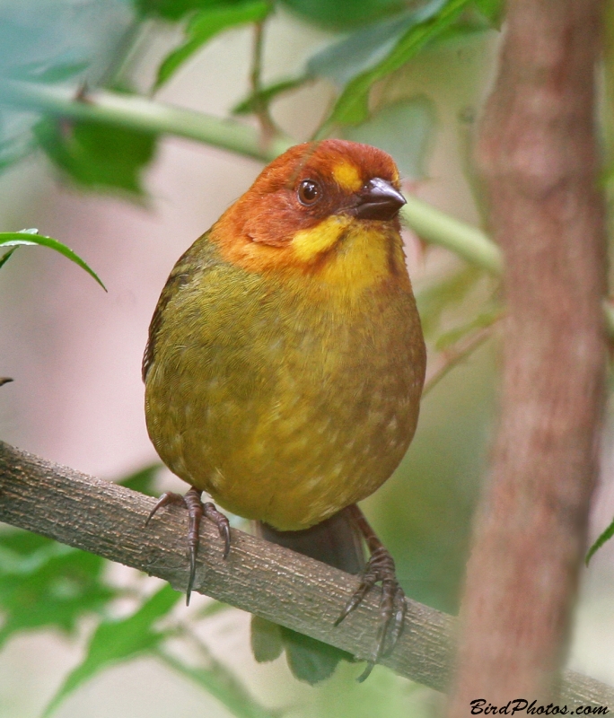 Fulvous-headed Brushfinch