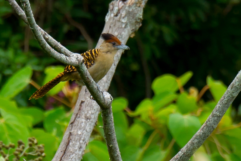 Giant Antshrike