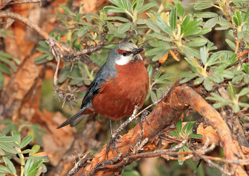 Giant Conebill