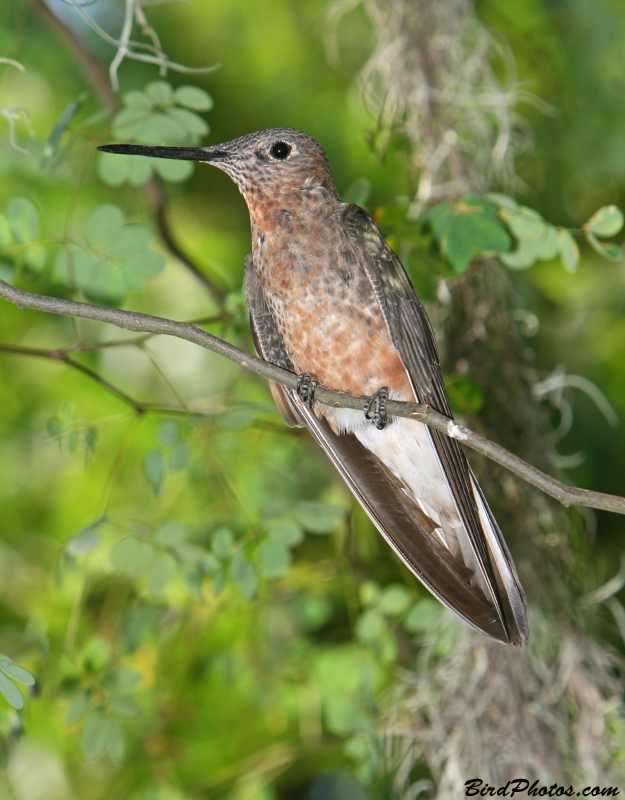 Giant Hummingbird