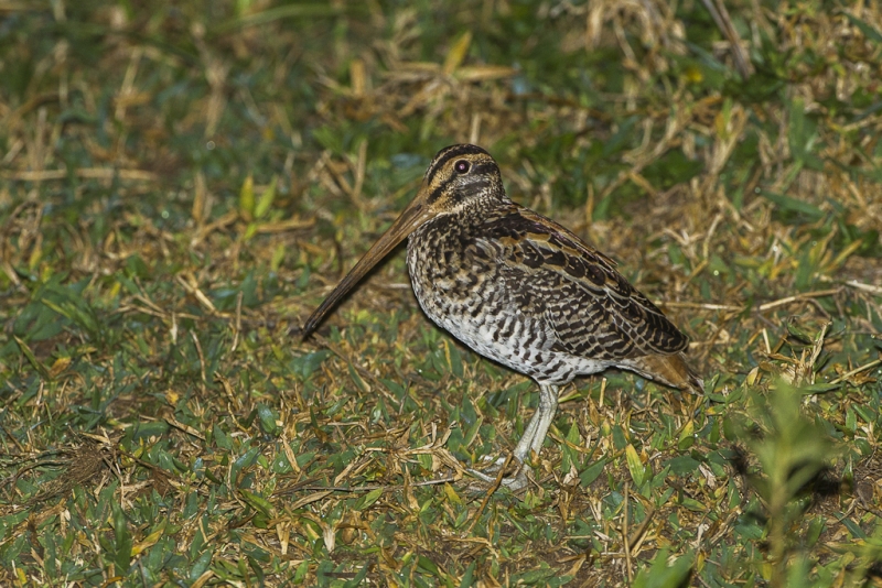 Giant Snipe