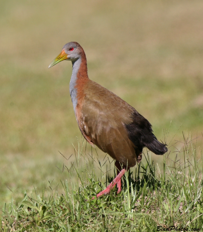 Giant Wood Rail